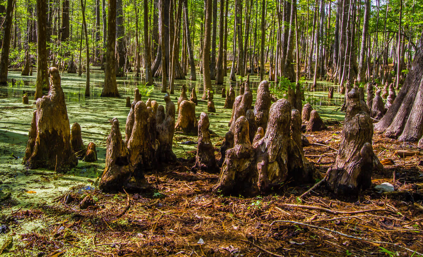 Cypress swamp and spring-fed waters at Wakulla Springs State Park near Crawfordville, Florida