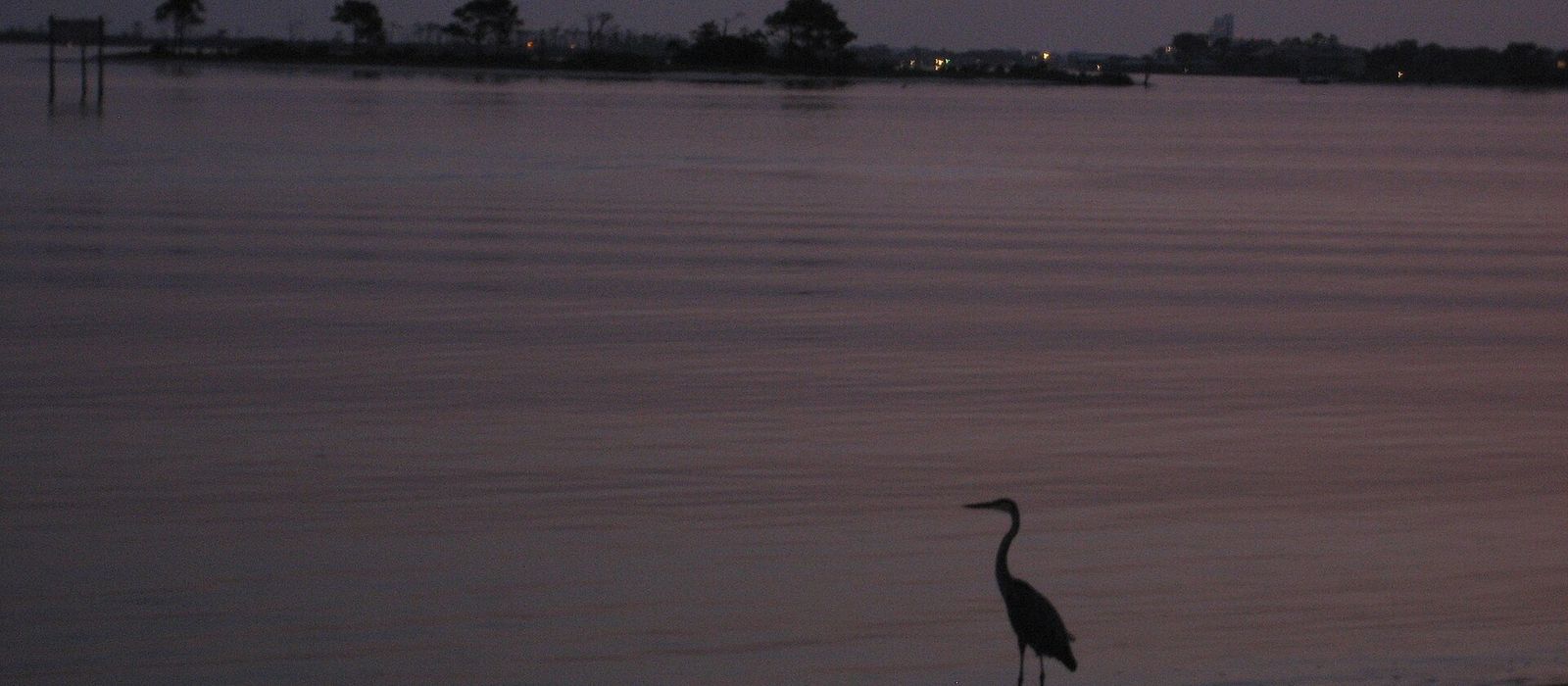 A heron on the quiet shoreline at dusk on Perdido Key, Florida